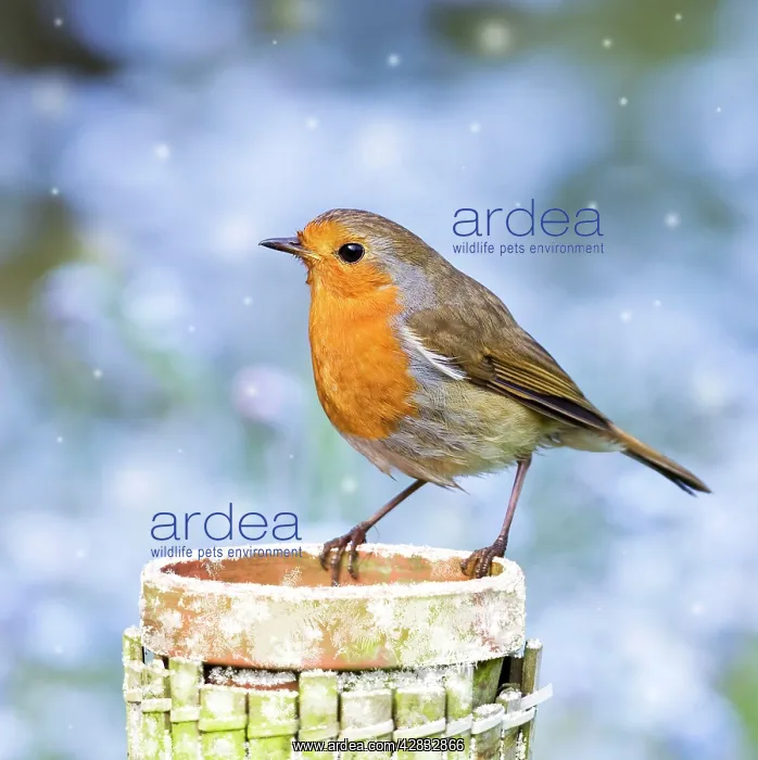 : Robin - perched on plant pot in snow : Robin - perched on plant pot in snow