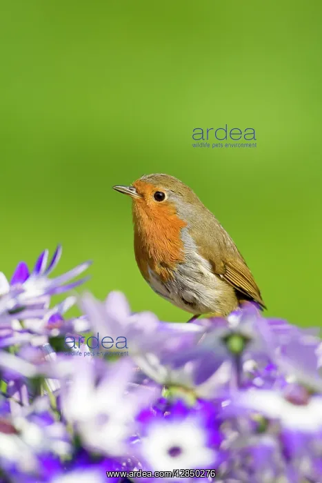 : Robin - perched behind Senetti flowers : Robin - perched behind Senetti flowers