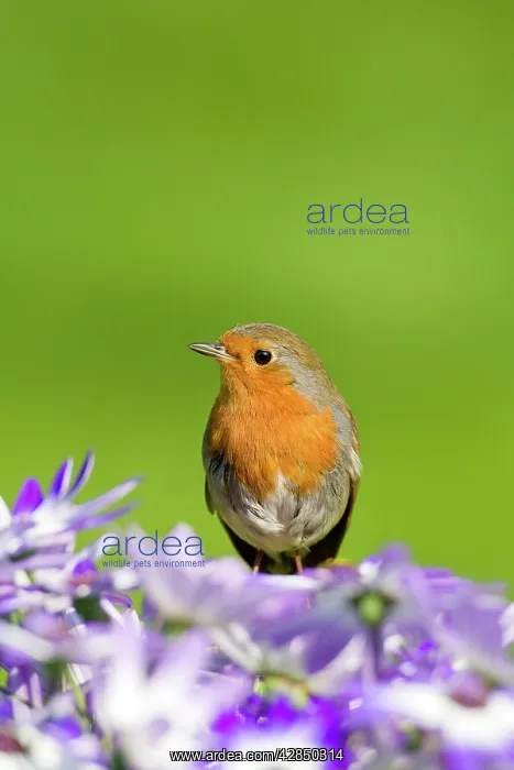  : Robin - perched behind Senetti flowers