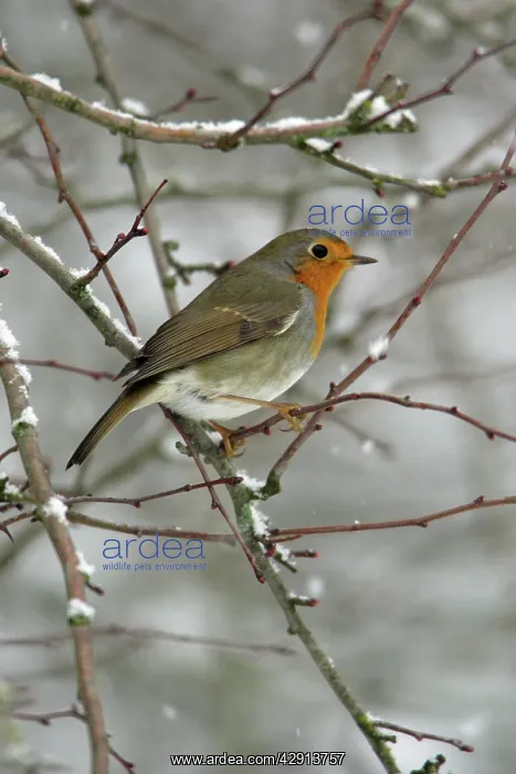 : Robin - perched on snow covered branch : Robin - perched on snow covered branch