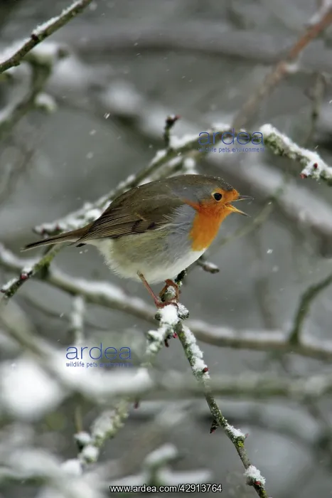 : Robin - perched on snow covered branch, singing : Robin - perched on snow covered branch, singing