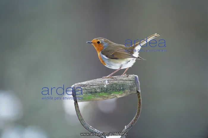 : Robin - perched on spade handle : Robin - perched on spade handle