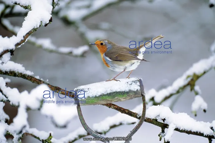: Robin - perched on spade handle : Robin - perched on spade handle
