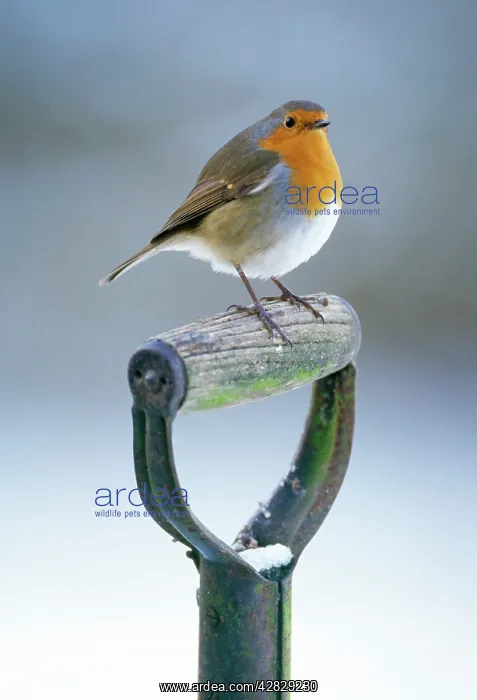 : Robin - perched on spade handle : Robin - perched on spade handle