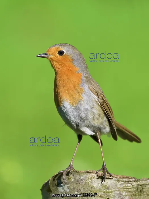 : Robin - perched on tree stump : Robin - perched on tree stump