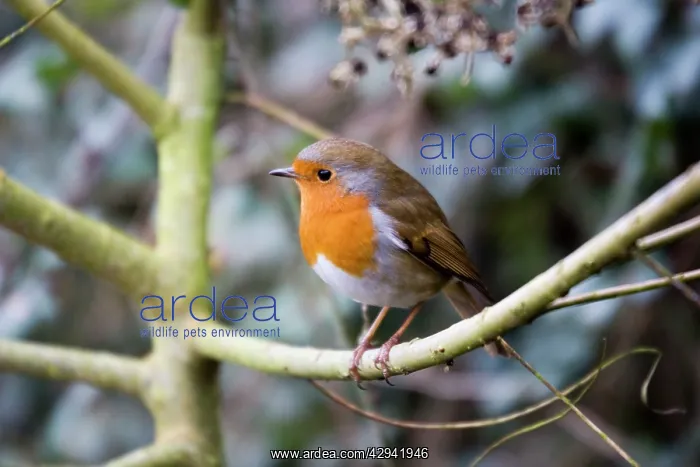 : Robin - perched on willow branch : Robin - perched on willow branch