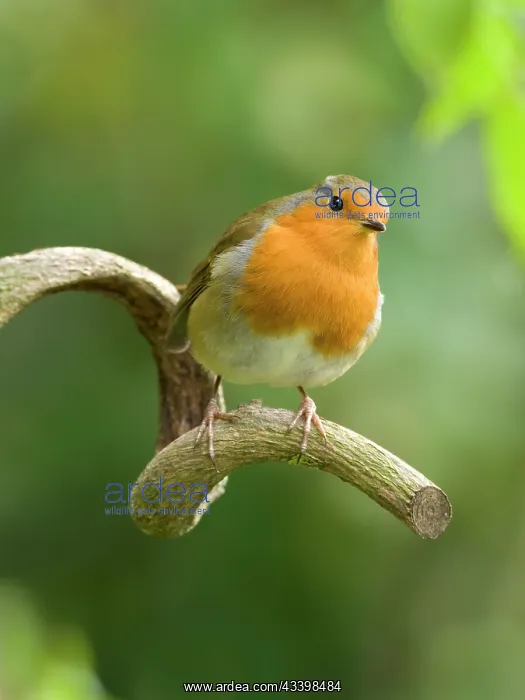 : Robin - perched on wisteria branch : Robin - perched on wisteria branch