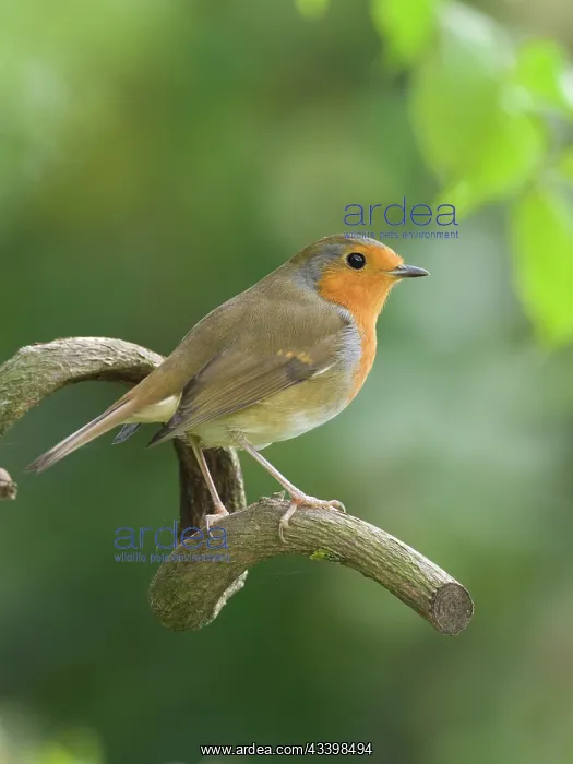  : Robin - perched on wisteria branch
