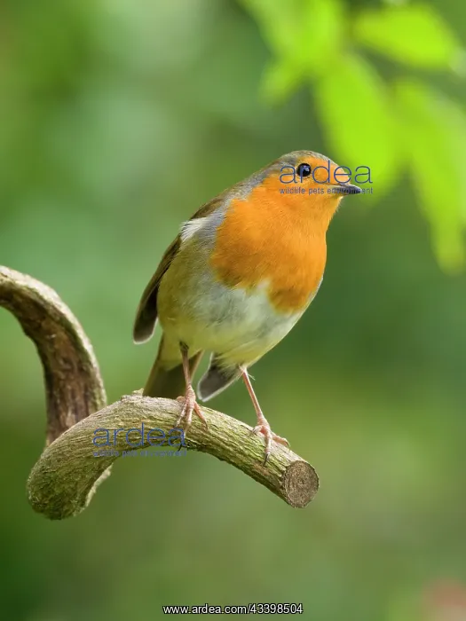  : Robin - perched on wisteria branch