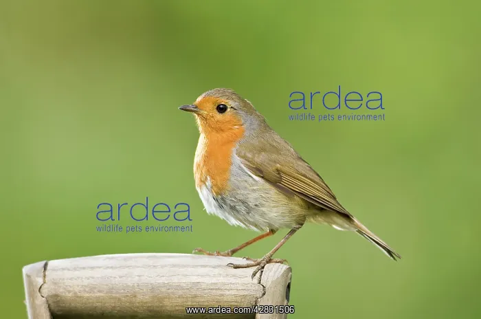 : Robin - Perched on wooden garden fork handle : Robin - Perched on wooden garden fork handle