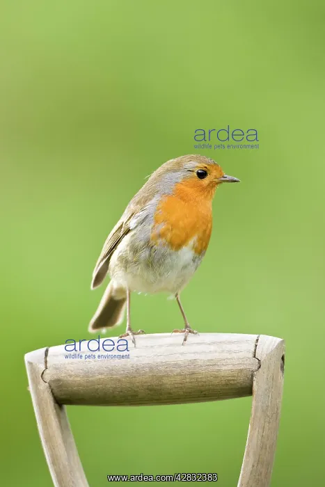 : Robin - Perched on wooden garden fork handle : Robin - Perched on wooden garden fork handle