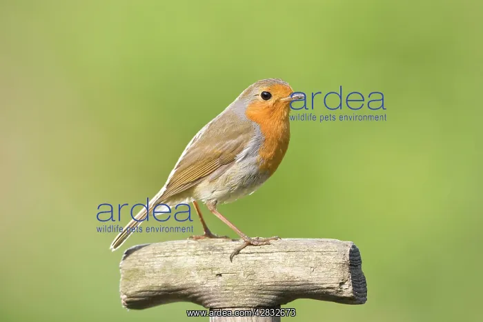 : Robin - Perched on wooden garden fork handle : Robin - Perched on wooden garden fork handle