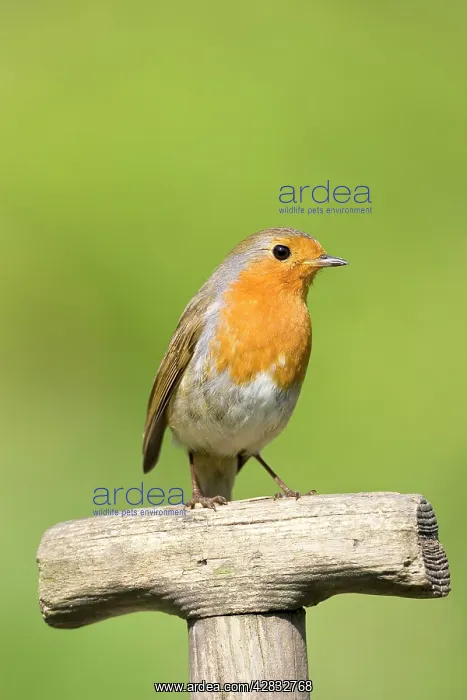 : Robin - Perched on wooden garden fork handle : Robin - Perched on wooden garden fork handle