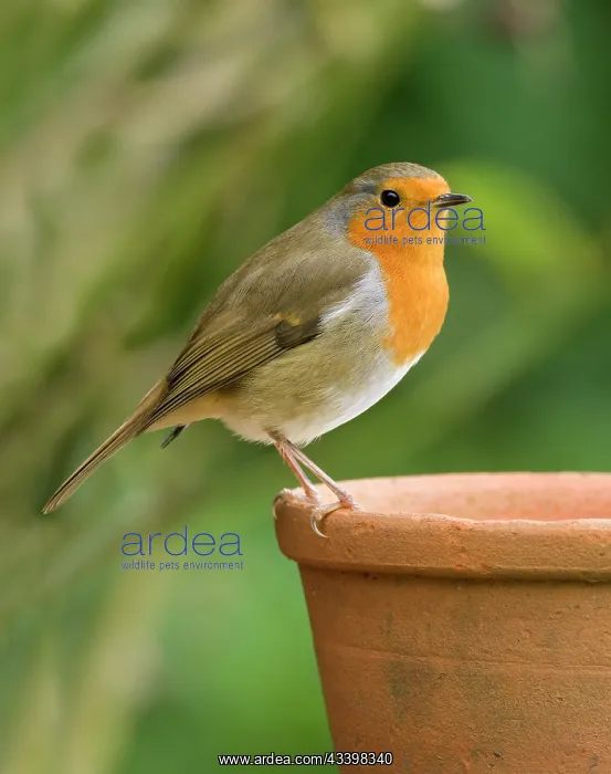 : Robin on pine cone : Robin on pine cone