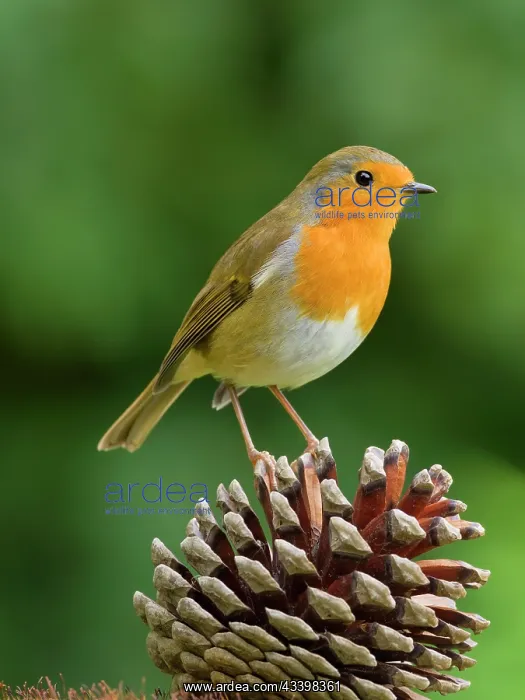 : Robin on pine cone : Robin on pine cone