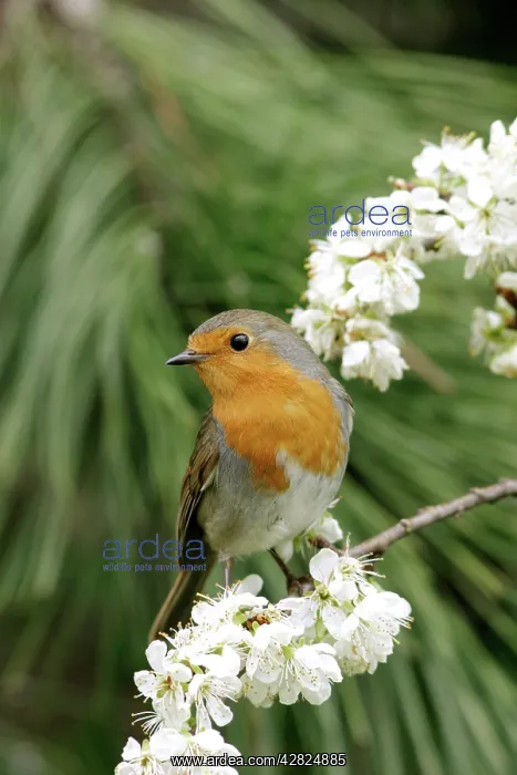 : Robin - On plum blossom : Robin - On plum blossom