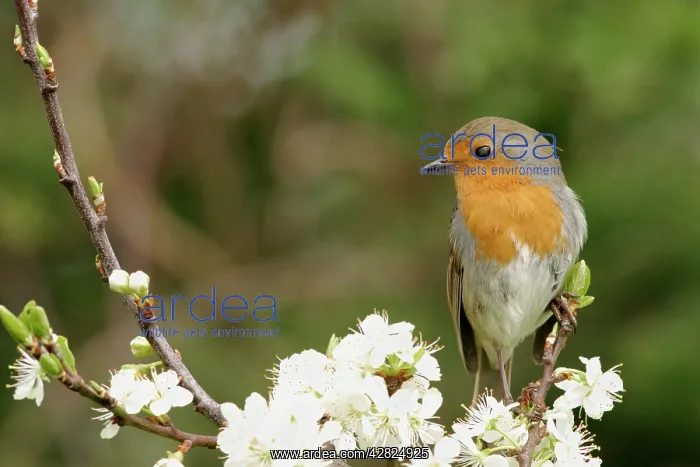 : Robin - On plum blossom : Robin - On plum blossom