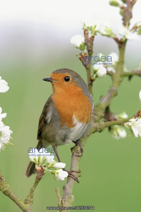 : Robin - On plum blossom : Robin - On plum blossom