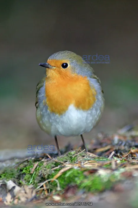 : Robin - portrait, in garden : Robin - portrait, in garden