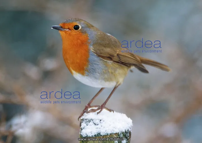 : Robin - on post : Robin - on post