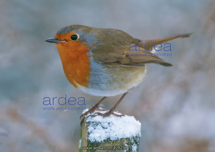 : Robin - on post : Robin - on post