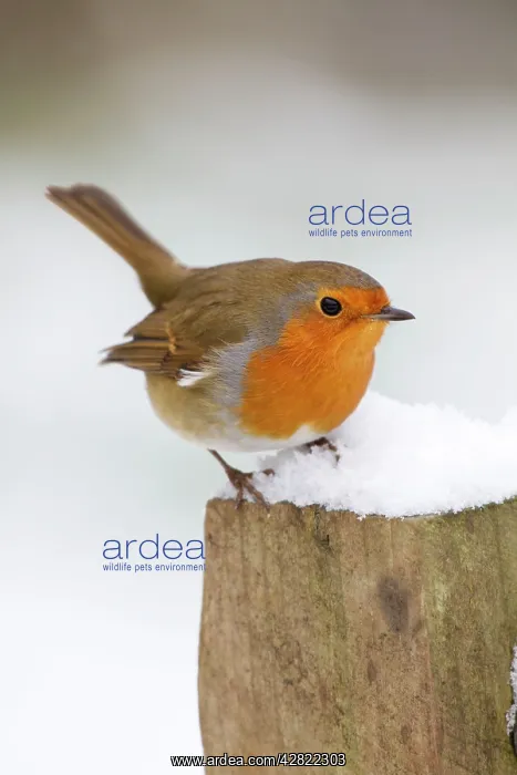 : Robin - on post in snow - Winter : Robin - on post in snow - Winter