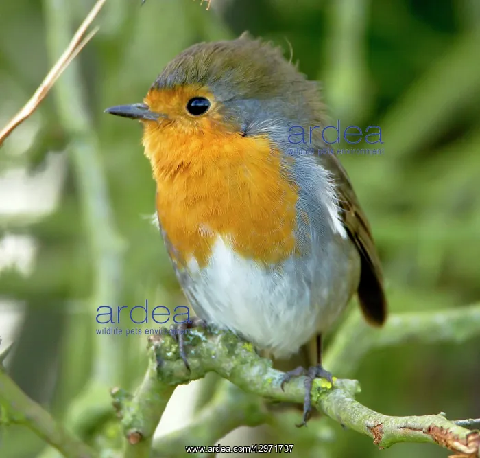  : Robin - with punk hair do - February