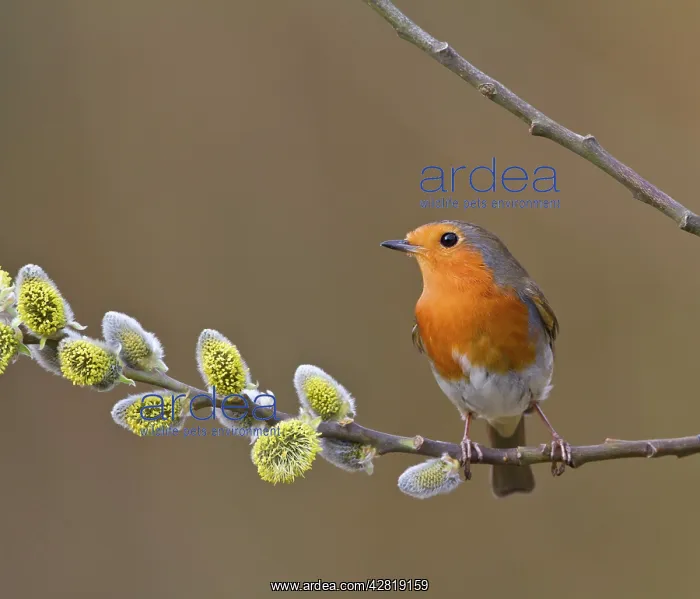 : Robin - on pussy willow : Robin - on pussy willow