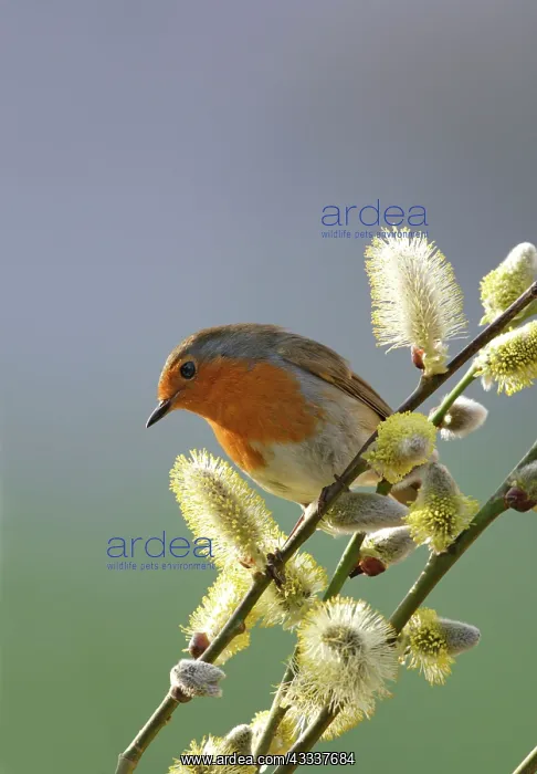  : Robin - on pussy willow