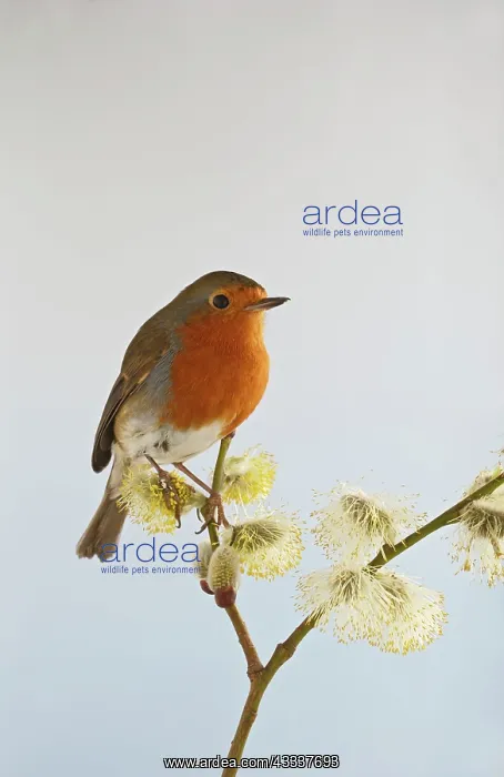 : Robin - on pussy willow : Robin - on pussy willow