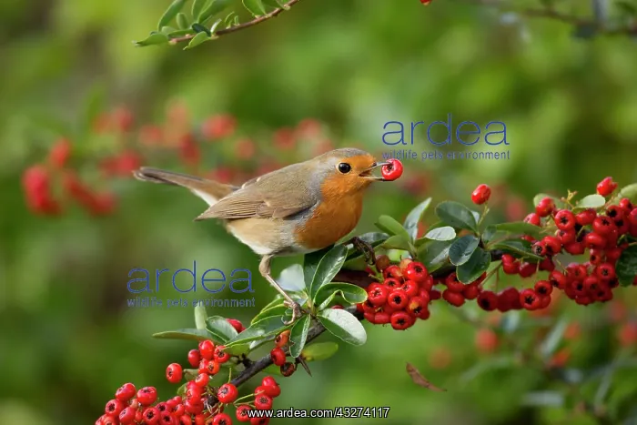 : Robin - with Pyracantha Berries - Autumn : Robin - with Pyracantha Berries - Autumn