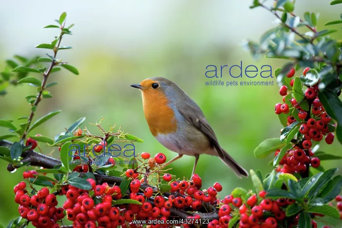 : Robin - with Pyracantha Berries - Autumn : Robin - with Pyracantha Berries - Autumn