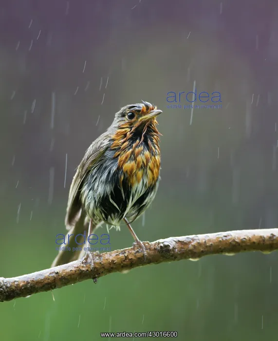  : Robin in rain