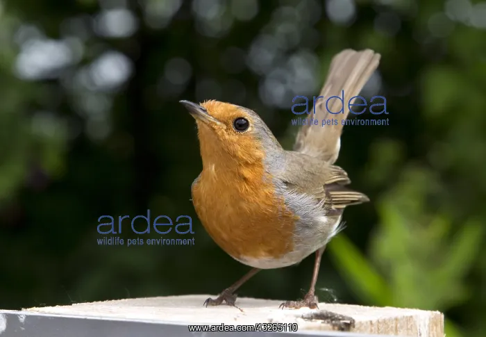 : Robin redbreast Erithacus rubecula displaying on : Robin redbreast Erithacus rubecula displaying on