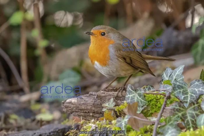 : Robin redbreast - robin sitting on a small tree stump on the : Robin redbreast - robin sitting on a small tree stump on the