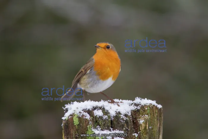  : Robin Robin adult in winter Germany