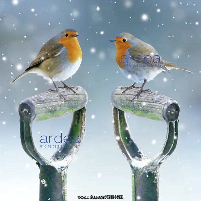 : Robin, two Robins on spade handles in winter snow : Robin, two Robins on spade handles in winter snow