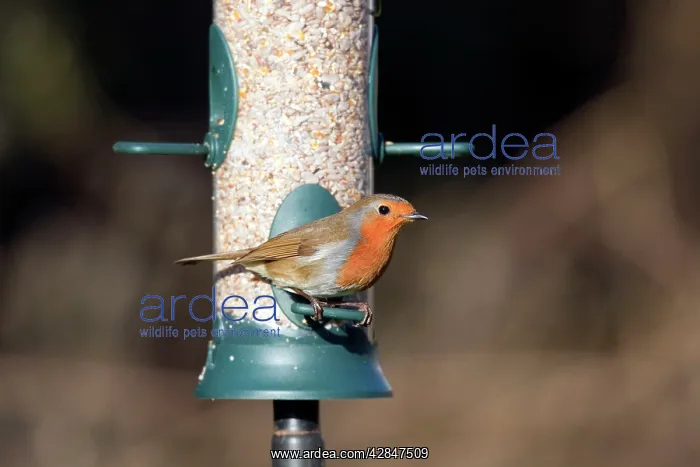 : Robin - on seed feeder : Robin - on seed feeder