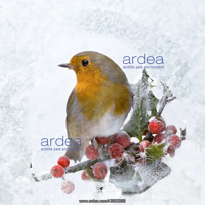 : Robin - seen through frost covered window 003526 : Robin - seen through frost covered window 003526