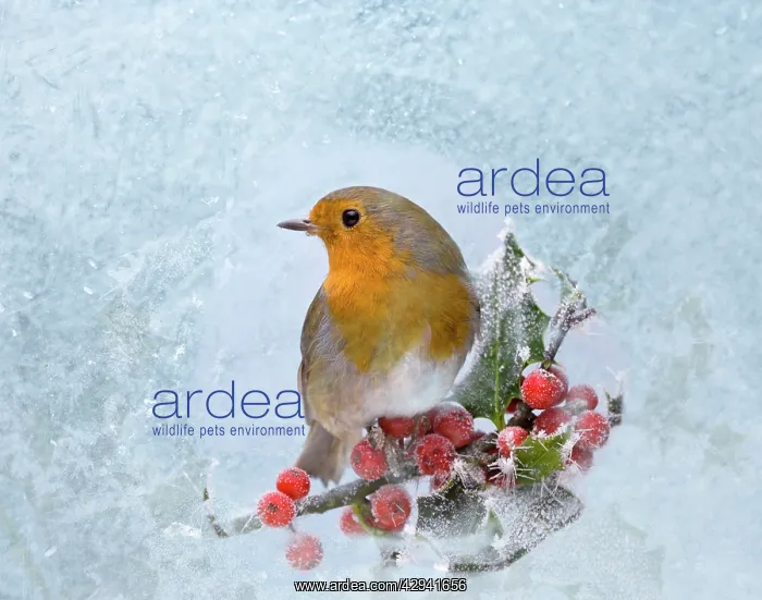  : Robin - seen through frost covered window