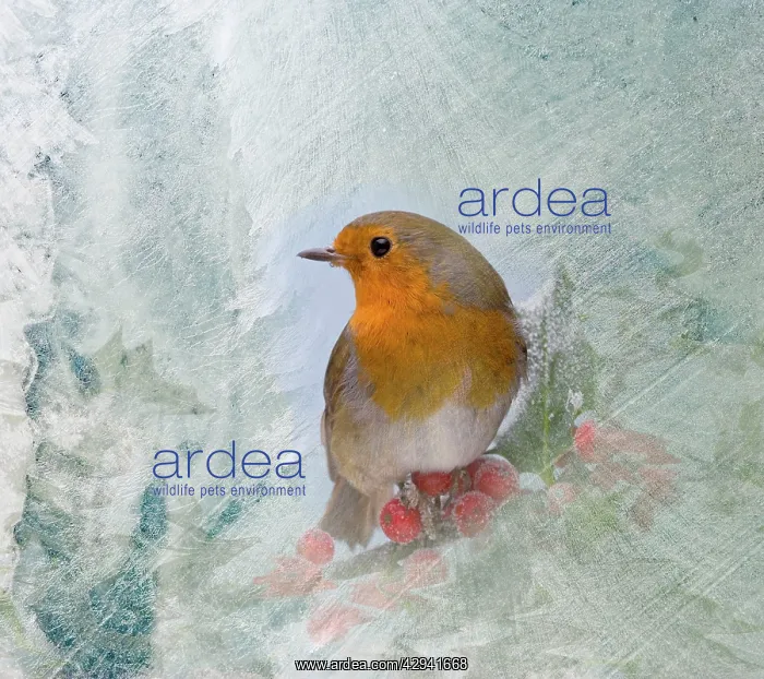  : Robin - seen through frost covered window