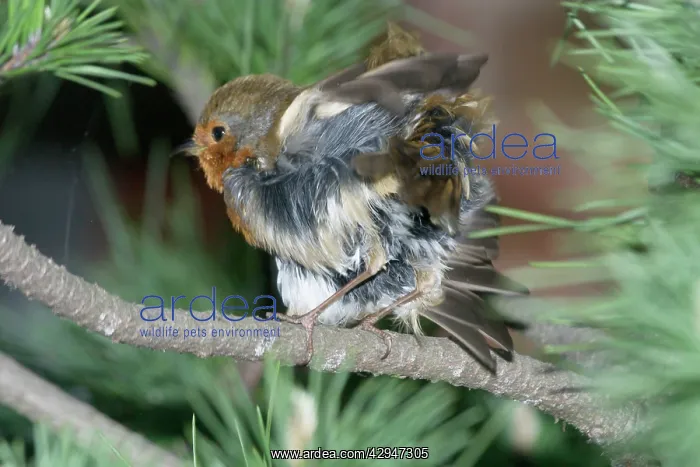 : Robin - Shaking feathers while preening : Robin - Shaking feathers while preening