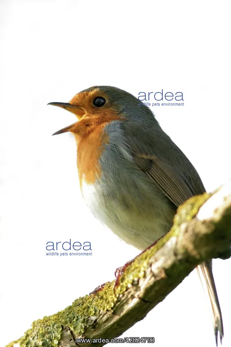  : Robin - Singing
