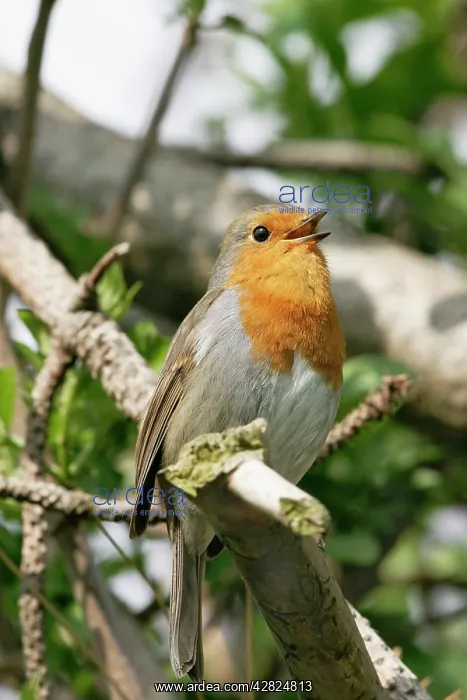  : Robin - Singing