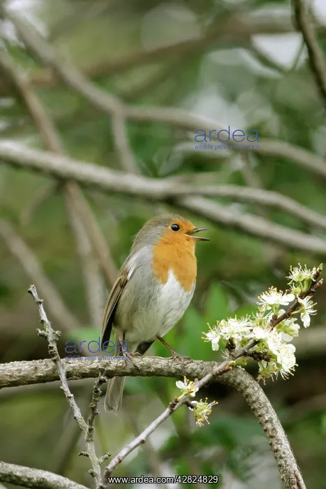  : Robin - Singing