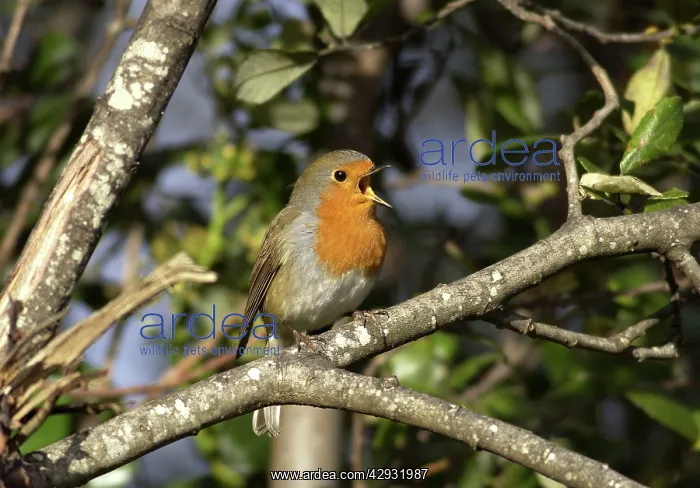 : Robin - singing : Robin - singing