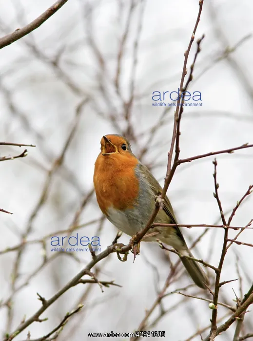 : Robin - singing : Robin - singing