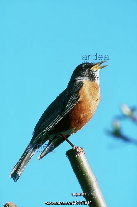 : Robin Singing : Robin Singing