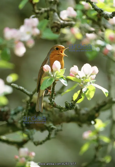 : Robin - singing - in apple blossom : Robin - singing - in apple blossom