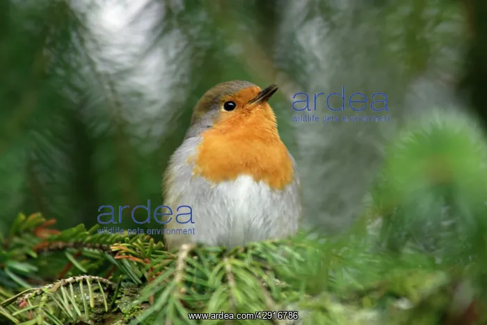 : Robin - singing from fir tree in garden : Robin - singing from fir tree in garden